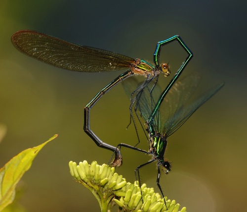 Pair in copula
1 June 2009  Oconee, SC
